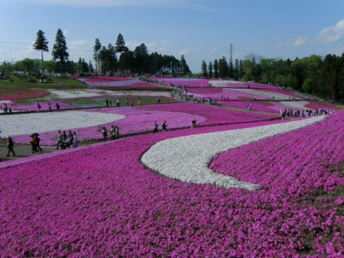 芝桜の丘